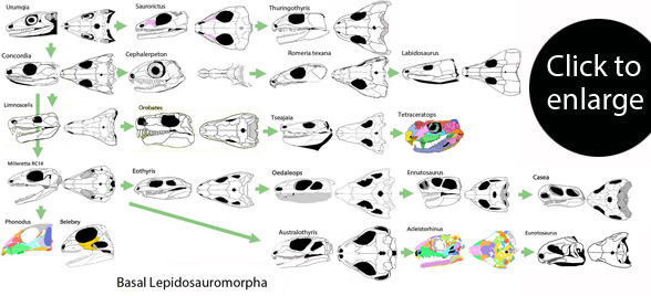 Basal Lepidosauromorpha