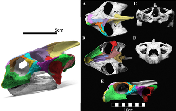 Chelonis niger skull