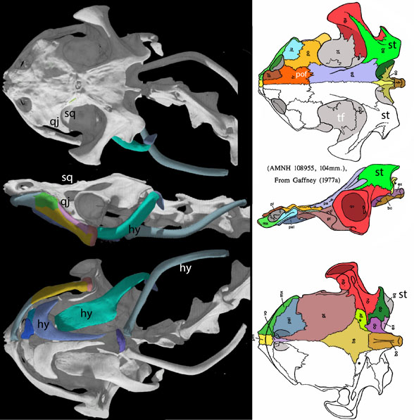 Chelus skull