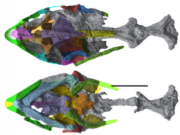 Perochelys skull