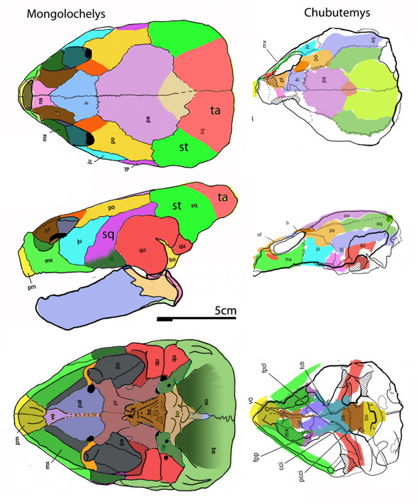 Mongolocheys and Chubutemys