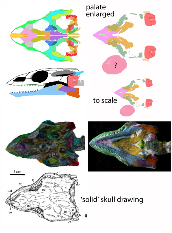 Odontochelys compared to Trionyx skulls
