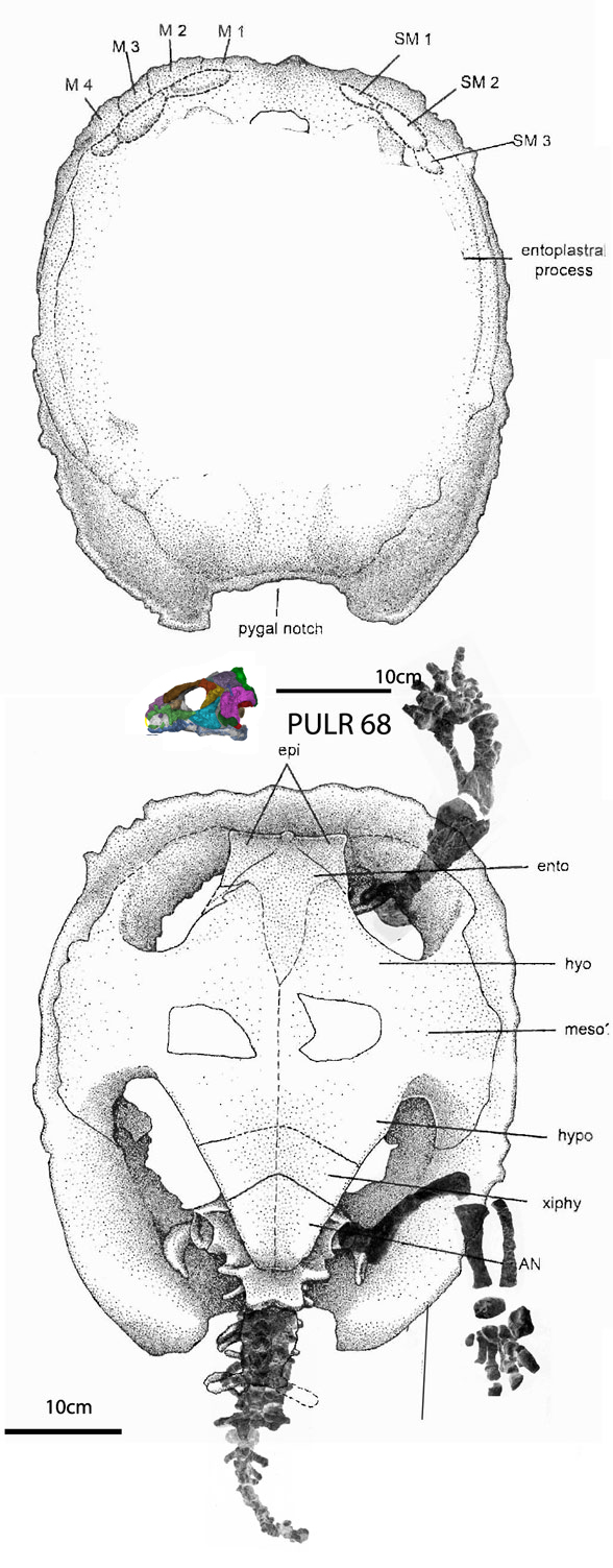 Palaeochersis overall