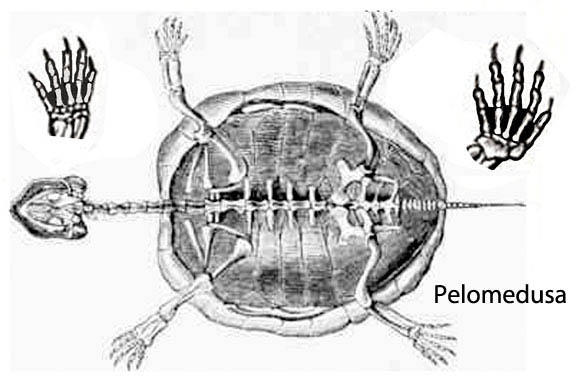 Pelomedusa 