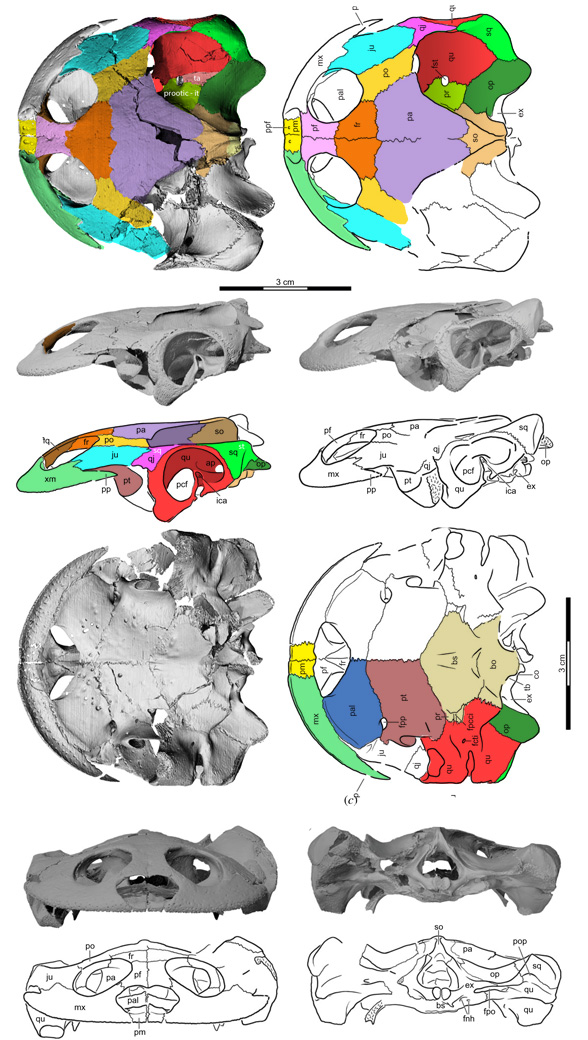 Sahonachelys