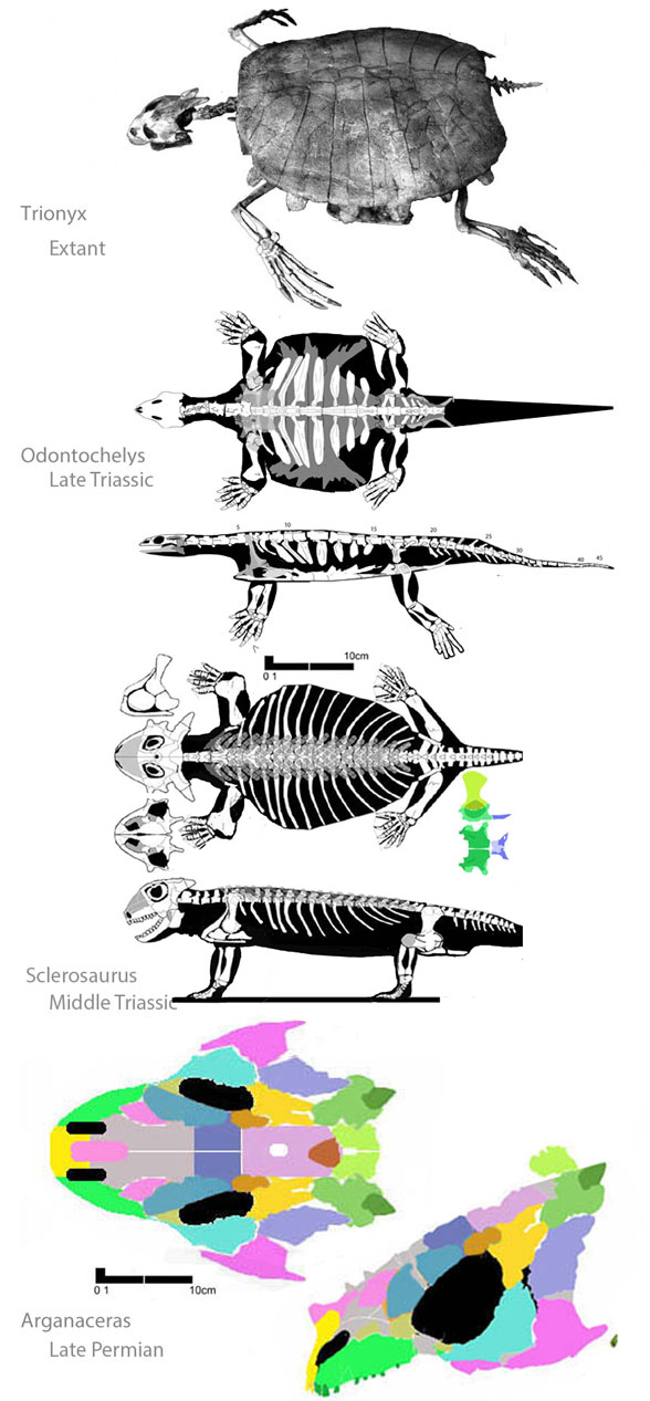 Trionyx evolution