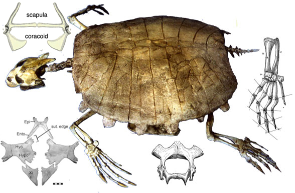 Trionyx skeleton