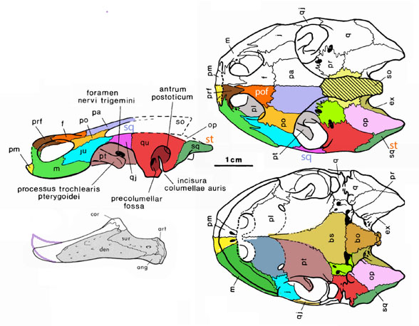 Araripemys skull