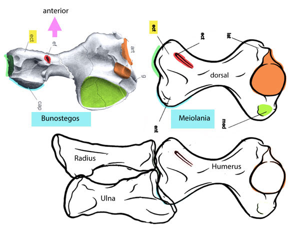 Bunostegos Meiolania humerus