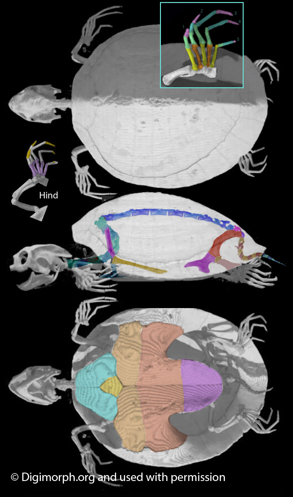 Carottochelys in 3 views