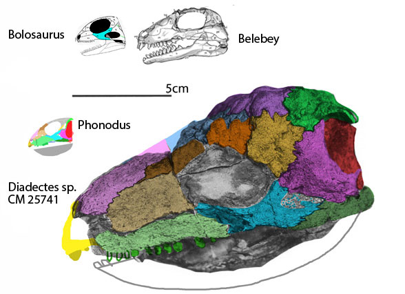 bolosaurids and Diadectes