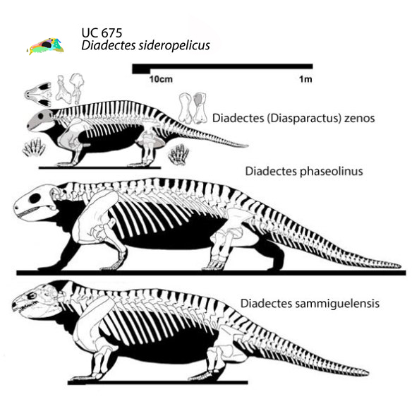 Diadectes evolution