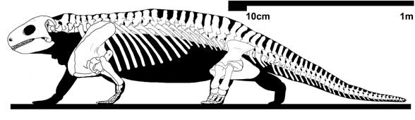 Diadectes phasaeolinus