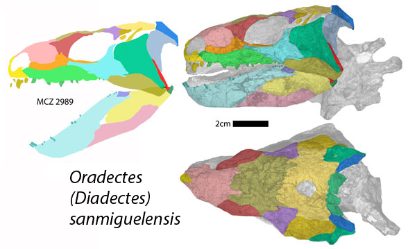 Diadectes sanmiguelensis