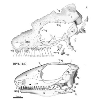 Kitchingnathus