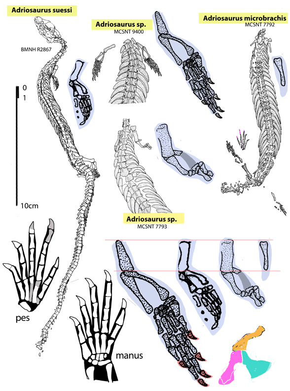 Adriosaurus forelimbs