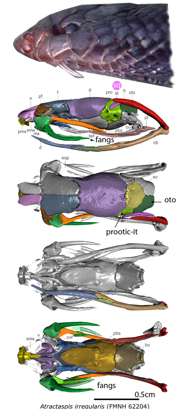 Atractaspis skull