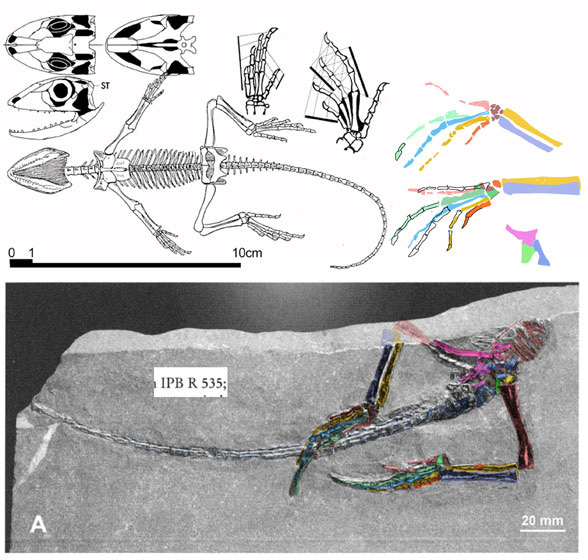 The purported Protosaurus juvenile is actually a large Permian Homoeosaurus