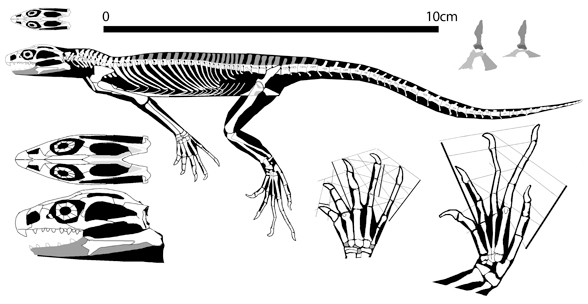 Kallimodon