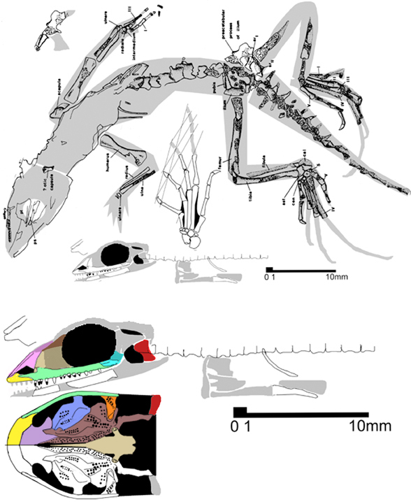 Lacertulus