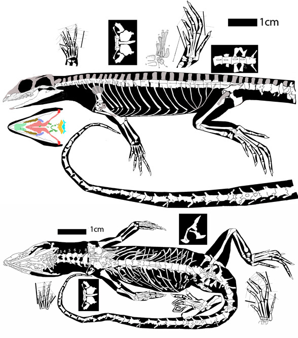 Leptosaurus