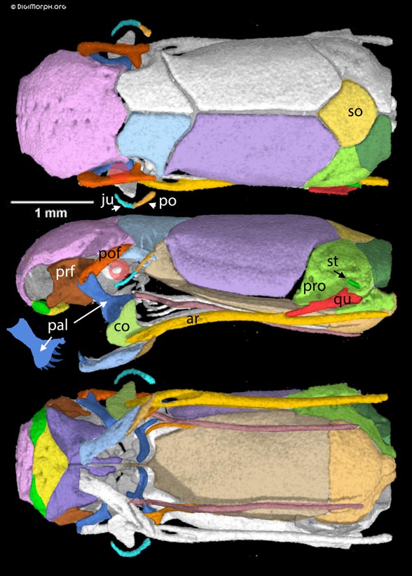 Liotyphlops albirostris