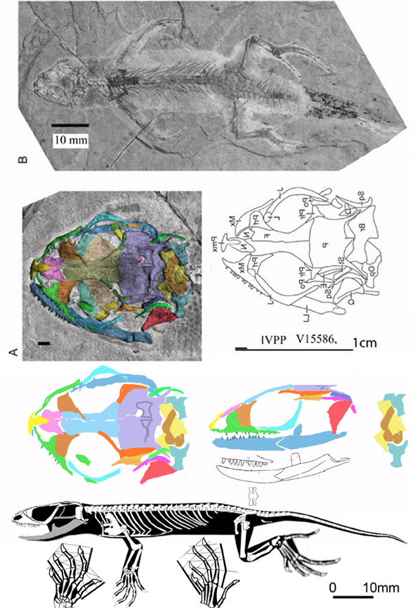 Liushusaurus