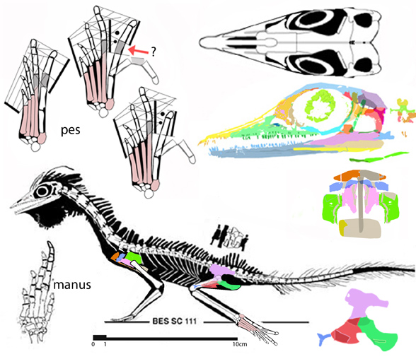 Macrocnemus BES SC 111