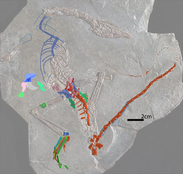 Macrocnemus PIMUZ T4823 insitu