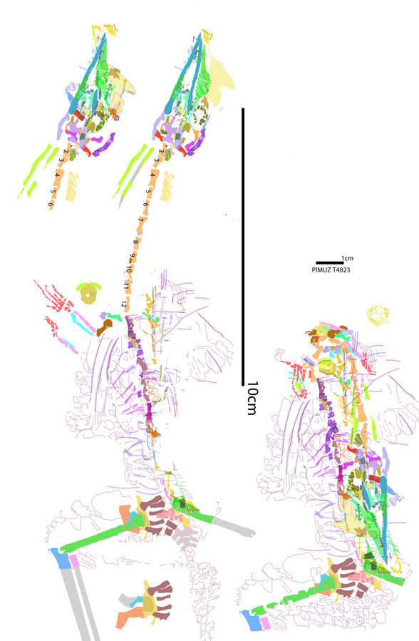 Macrocnemus PIMUZ T4823