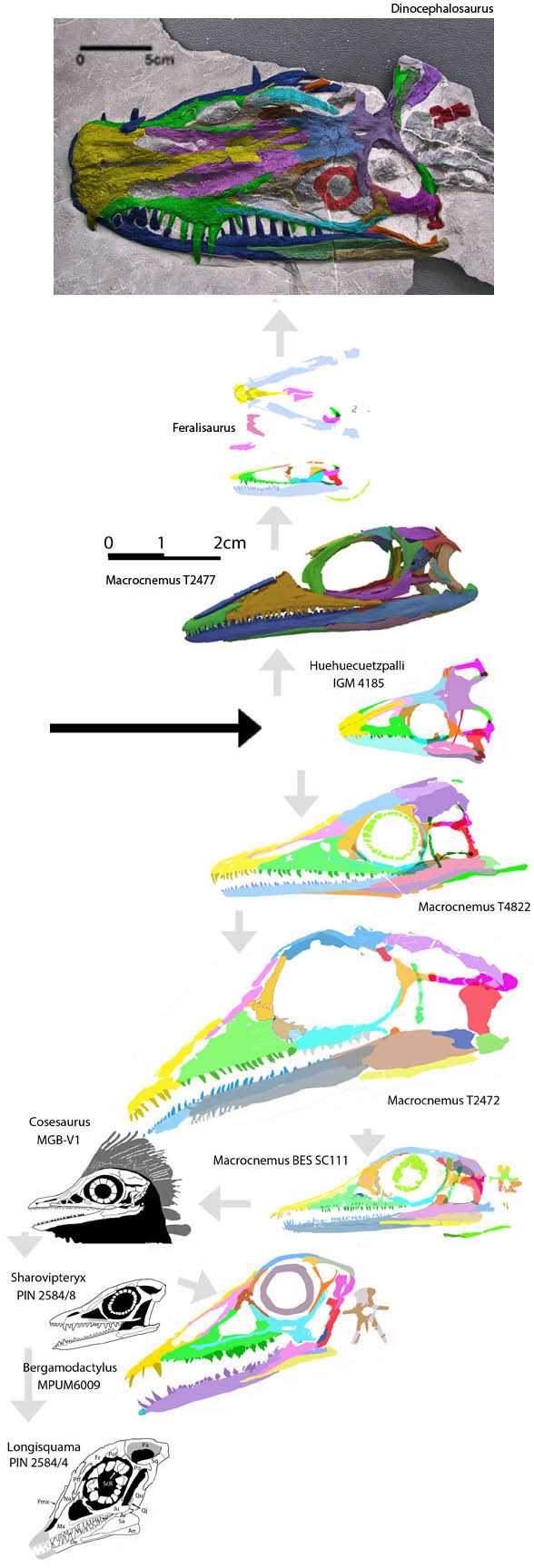 Macrocnemus compared