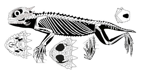 Phrynosoma, the horned lizard