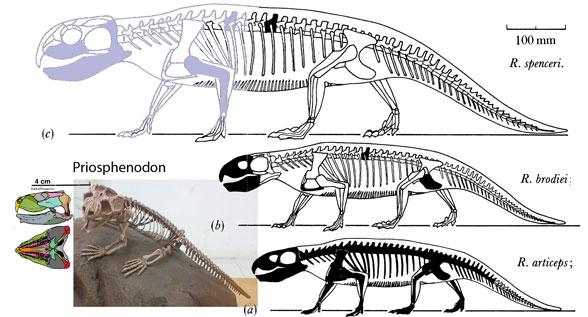 Rhynchosaurus