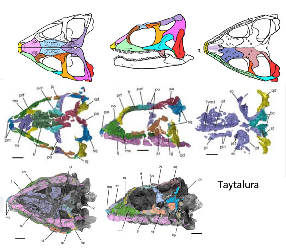 Taytalura skull