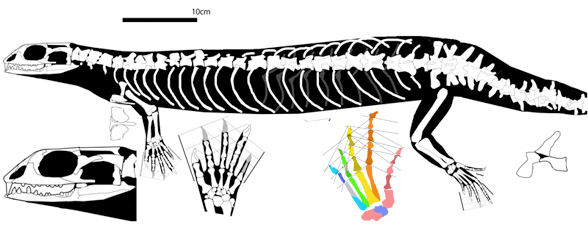 Ankylosphenodon