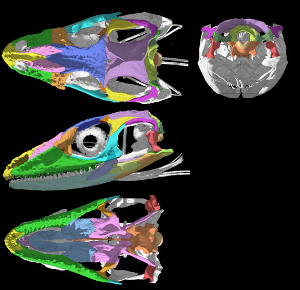 Anolis skull