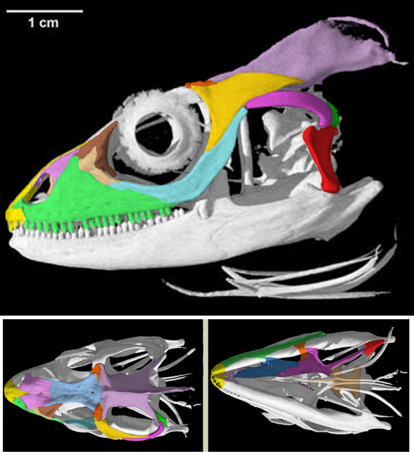 Basiliscus skull