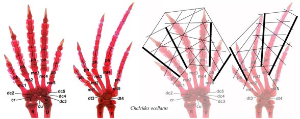 Chalcides ocellatus manus and pes
