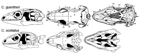 Chalcides