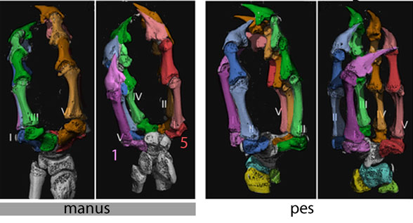 chameleon manus and pes