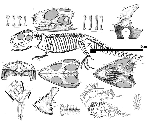 Clevosaurus