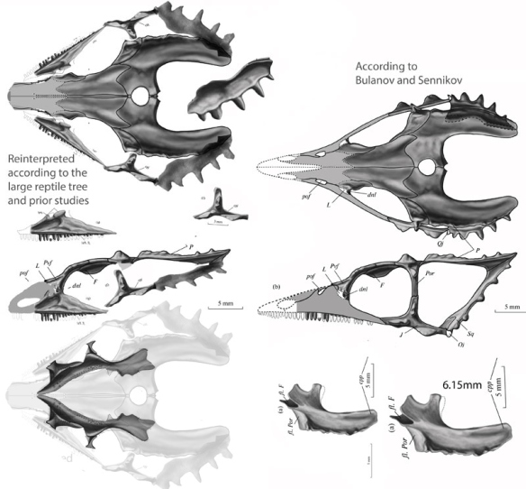 Coelurosauravus skull