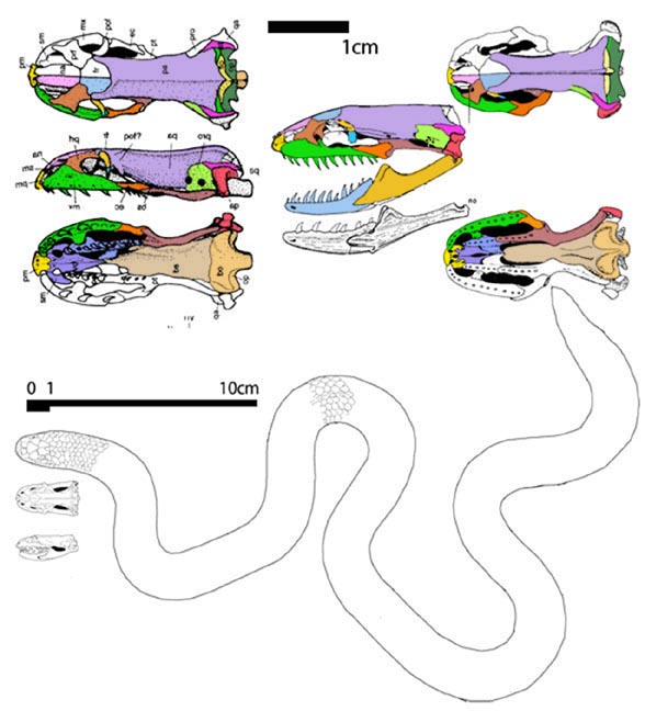 Cylindrophis