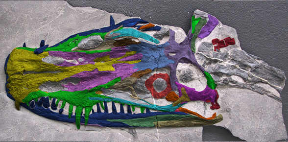 Dinocephalosaurus skull in situ