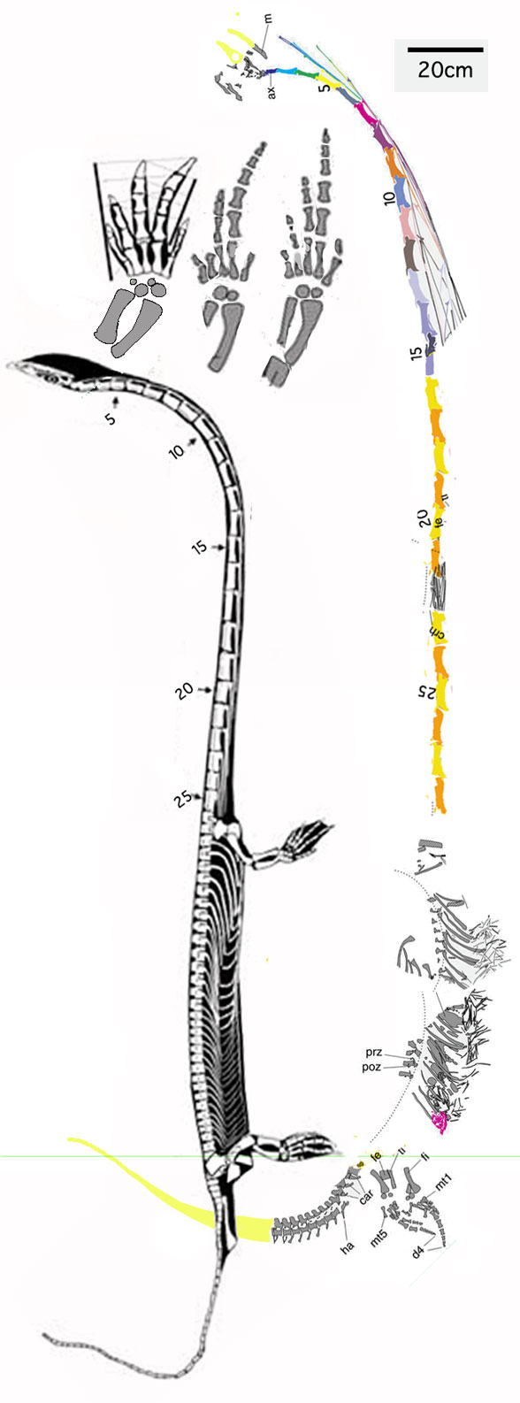 Dinocephalosaurus 2