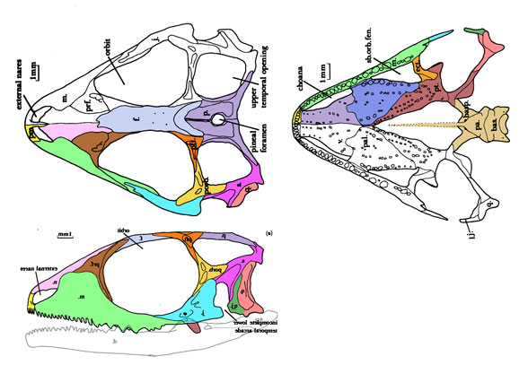 Diphydontosaurus skull