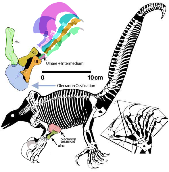 Drepanosaurus