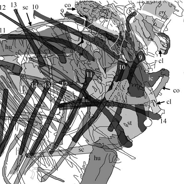 Cosesaurus pectoral area