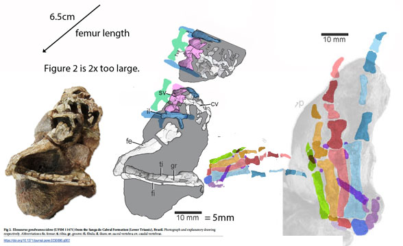 Elessaurus hind limb