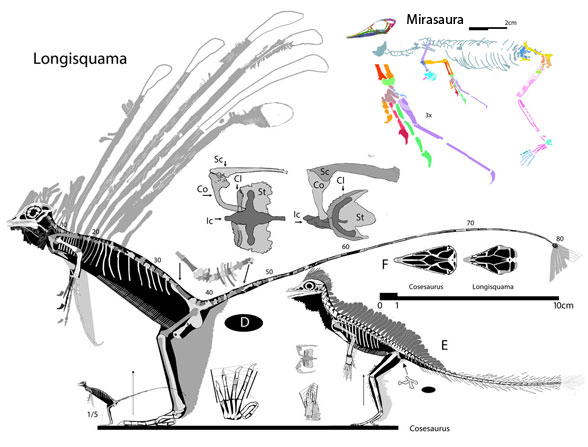 Mirasaura compared to Longisquama and Cosesaurus